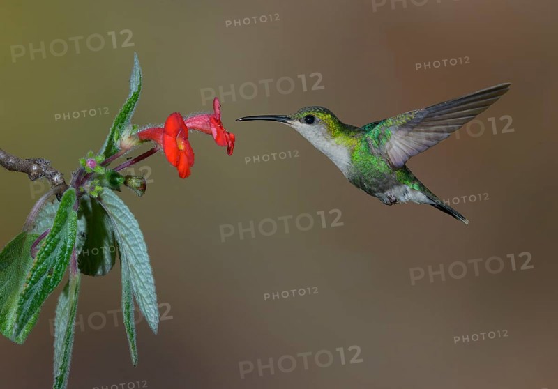 Purple-crowned Woodnymph (Thalurania colombica) at Laguna Lagarto Lodge near Boca Tapada, Costa Rica