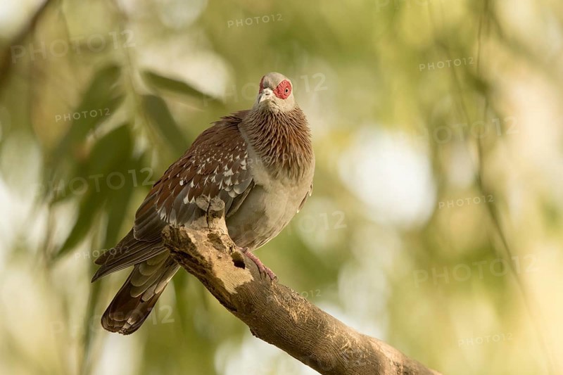 Speckled Pigeon (Columba guinea), Gambia