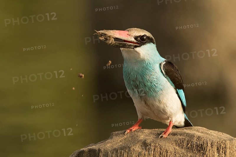 Blue-breasted Kingfisher (Halcyon malimbica), Gambia