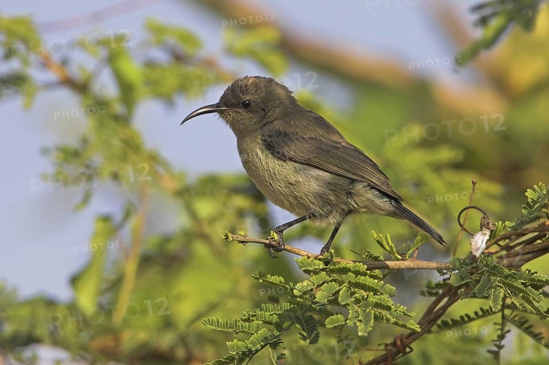 Shining Sunbird (Cinnyris habessinicus) female, Oman