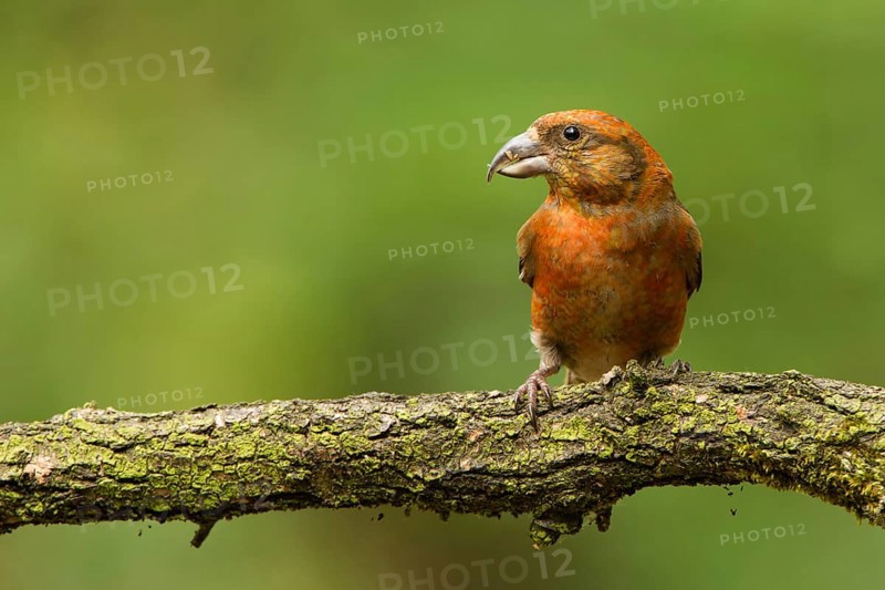 Red Crossbill (Loxia curvirostra) male, Utrecht, Netherlands