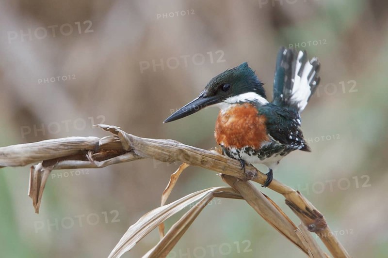 Green Kingfisher (Chloroceryle americana) perched on a branch in Costa Rica, Central America