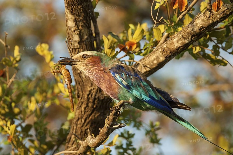 Lilac-breasted Roller (Coracias caudatus), Mpumalanga, South Africa