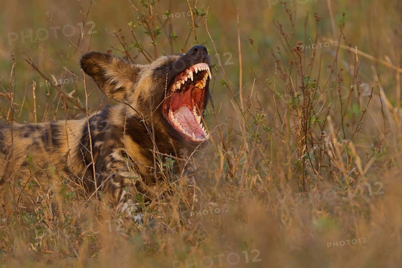 Afrikanischer Wildhund, Lycaon pictus, African wild dog, African hunting dog, Cape hunting dog, painted dog, painted wolf, painted hunting dog, spotted dog, ornate wolf, licaón, lycaon