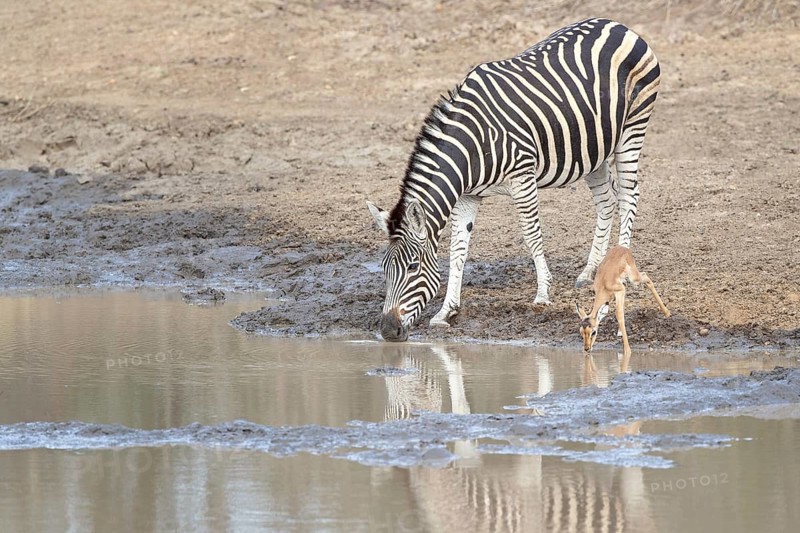 Burchell's Zebra (Equus quagga burchelli) drinking at waterhole together with young Common Impala (Aepyceros melampus), South Africa