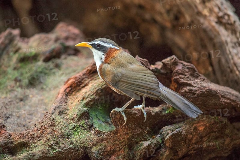 White-browed Scimitar Babbler (Pomatorhinus schisticeps) perched on the ground, Bidoup National Park, Vietnam