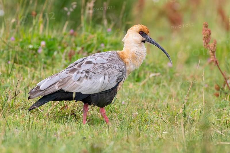 Black-faced Ibis (Theristicus melanopis) walking in marshland, San Martin, Argentina