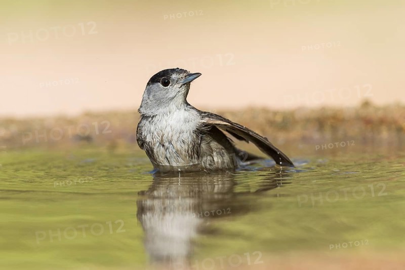 Eurasian Blackcap (Sylvia atricapilla) male bathing, Eilat, Israel