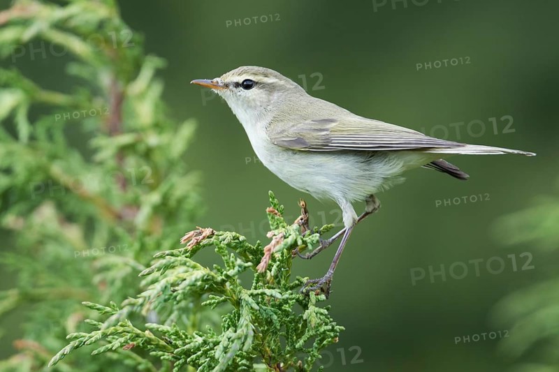 (Western) Greenish Warbler - Grünlaubsänger - Phylloscopus trochiloides ssp. viridianus, Kyrgyzstan