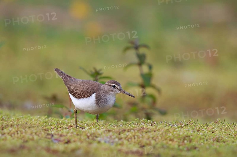 Common Sandpiper (Actitis hypoleucos) foraging, North Rhine-Westphalia, Germany