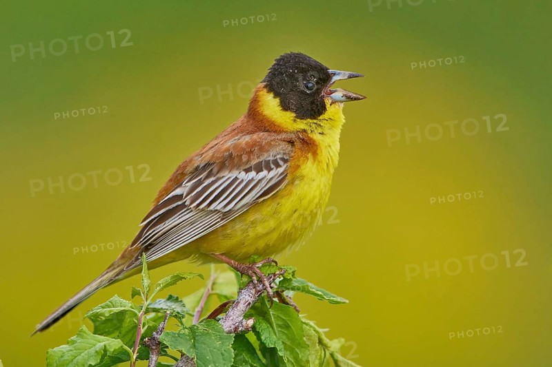 Black-headed Bunting (Emberiza melanocephala) male singing, Armenia