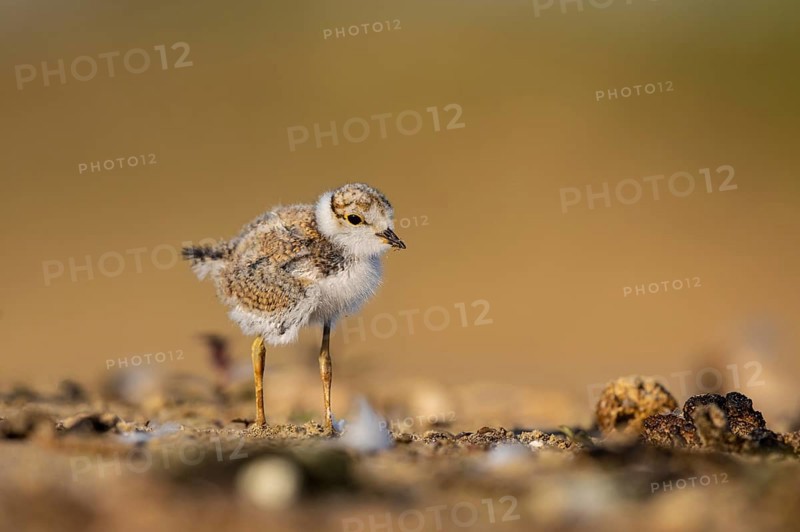 Little Ringed Plover (Charadrius dubius) chick, North Rhine-Westphalia, Germany