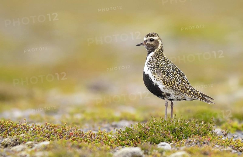 European Golden Plover (Pluvialis apricaria) perched on the ground, Iceland