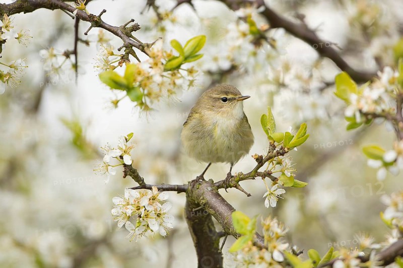Common Chiffchaff (Phylloscopus collybita) perched on flowering Blackthorn (Prunus spinosa), Mecklenburg-Western Pomerania, Germany