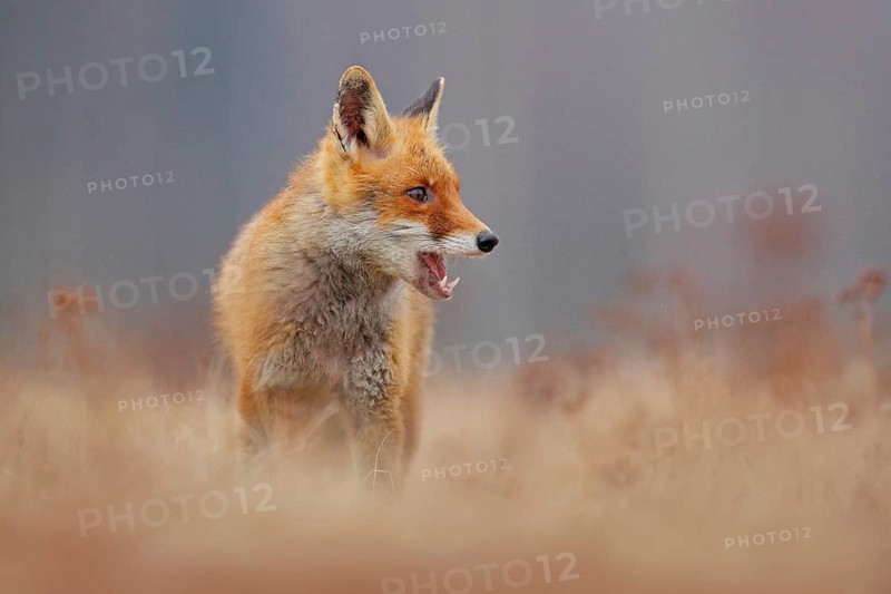 Red fox with open muzzle. Cute Red Fox, Vulpes vulpes, on the meadow. Beautiful animal in the nature habitat. Orange fox, detail portrait, Czech. Wildlife scene from the nature