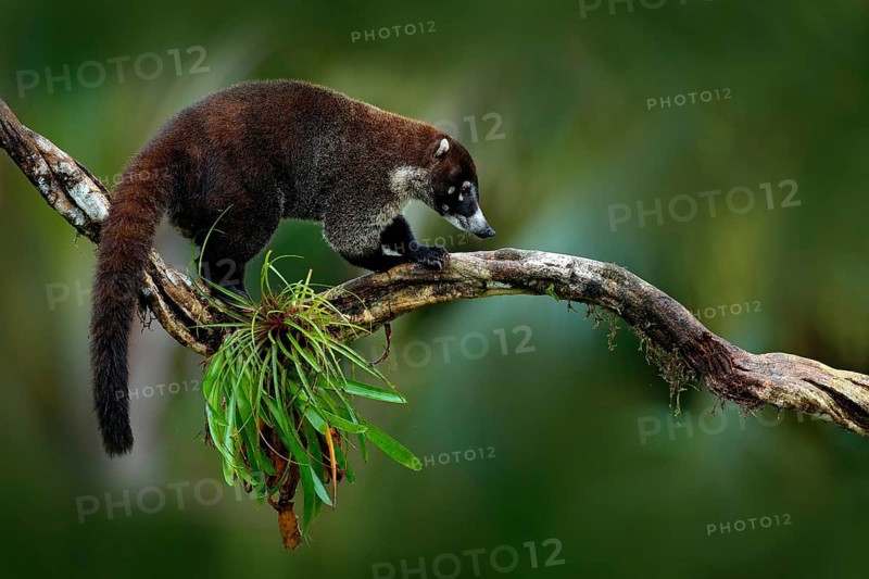 Raccoon, Procyon lotor, on the tree in National Park Manuel Antonio, Costa Rica. Animal in the forest. Raccoon with long tail. Mammal in the nature habitat. Animal from tropic Costa Rica