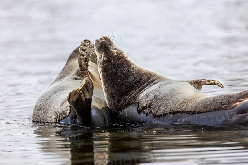 Two harbour seals (Phoca vitulina) lying on stones in the water, Mammals (Mammalia), Smeerenburgbreen, Spitsbergen, Svalbard