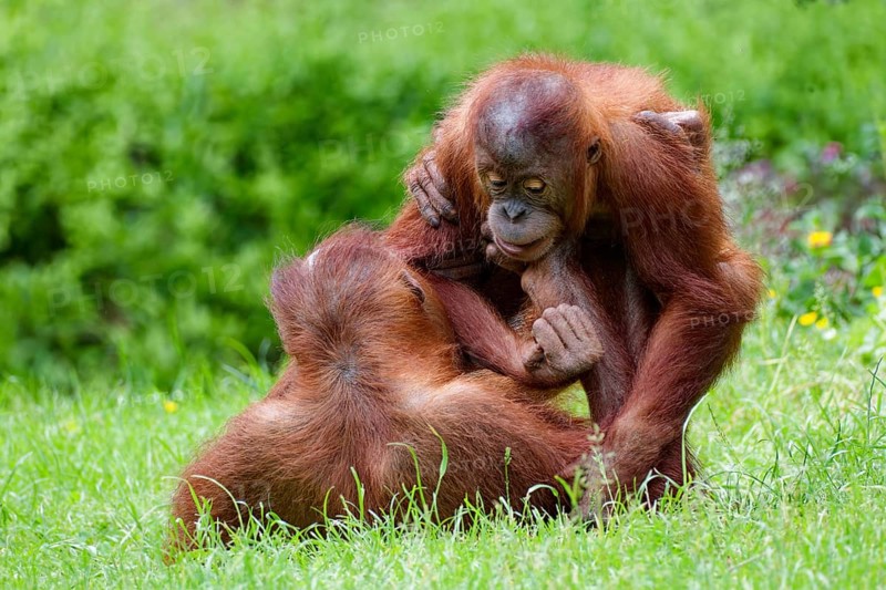 Animal portrait, two Borneo orangutans (pongo pygmaeus) playfully fighting, captive, Borneo distribution