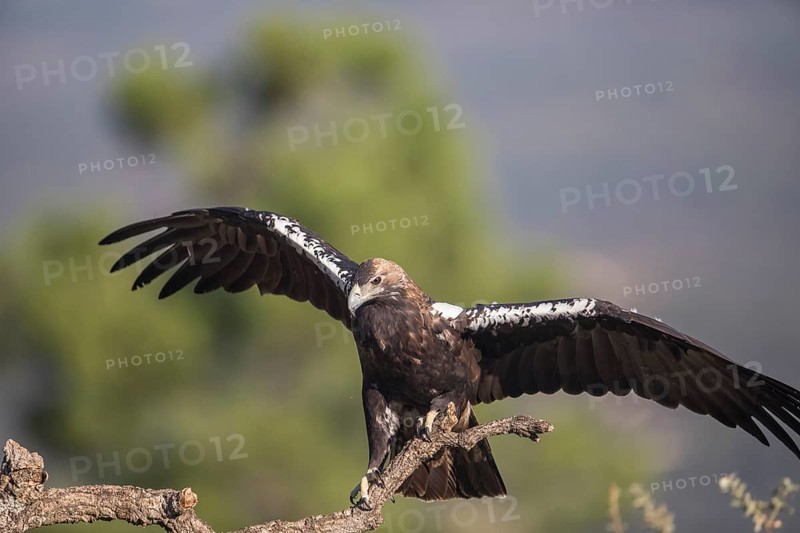 Iberian Eagle (Aquila adalberti), Spanish imperial eagle, Extremadura, Castilla La Mancha, Spain