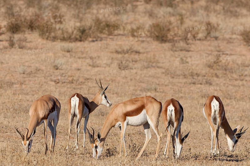 Springboks (Antidorcas marsupialis), group of adults, feeding on dry grass, Kalahari desert, Kgalagadi Transfrontier Park, Northern Cape, South Africa