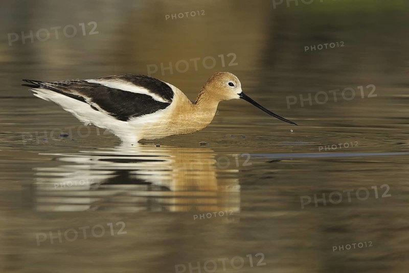 American Avocet (Recurvirostra americana), Washington, USA