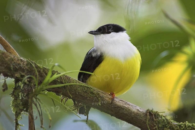 White-collared Manakin (Manacus candei) male, Costa Rica