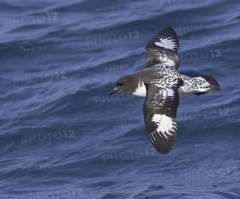 Cape Petrel (Daption capense) flying, South Australia, Australia