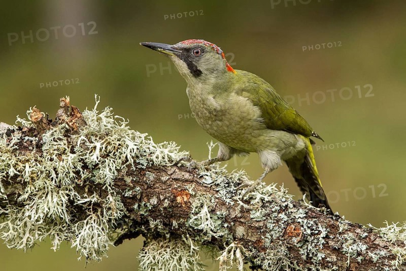 European Green Woodpecker (Picus viridis), adult female perched on a tree, Castilla Leon, Spain