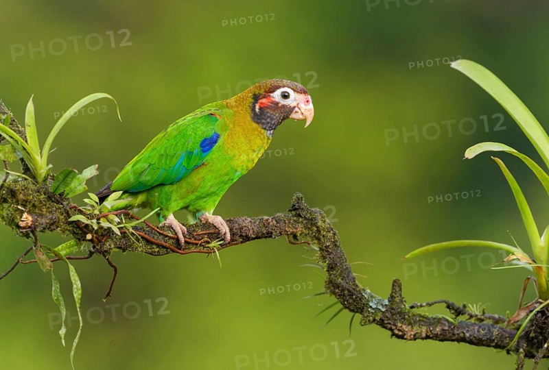 Brown-hooded-Parrot (Pyrilia haematotis) - at Laguna Lagarto Lodge near Boca Tapada, Costa Rica