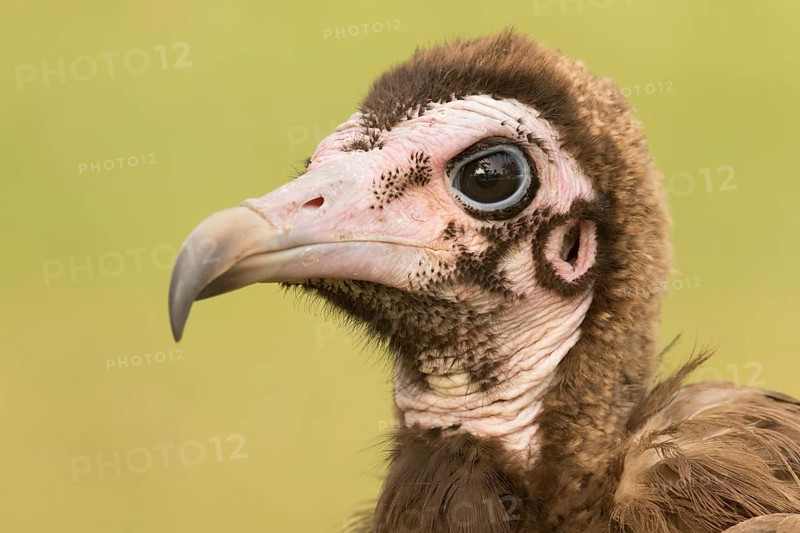 Hooded Vulture (Necrosyrtes monachus) juvenile, Gambia
