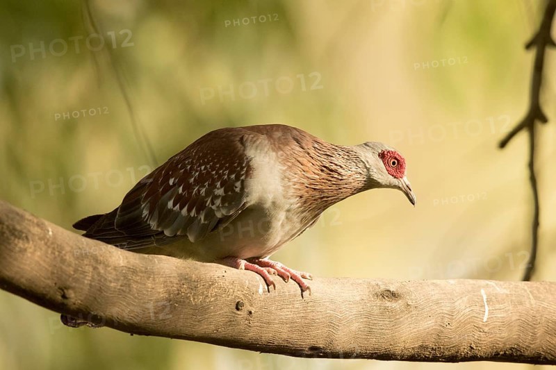 Speckled Pigeon (Columba guinea), Gambia