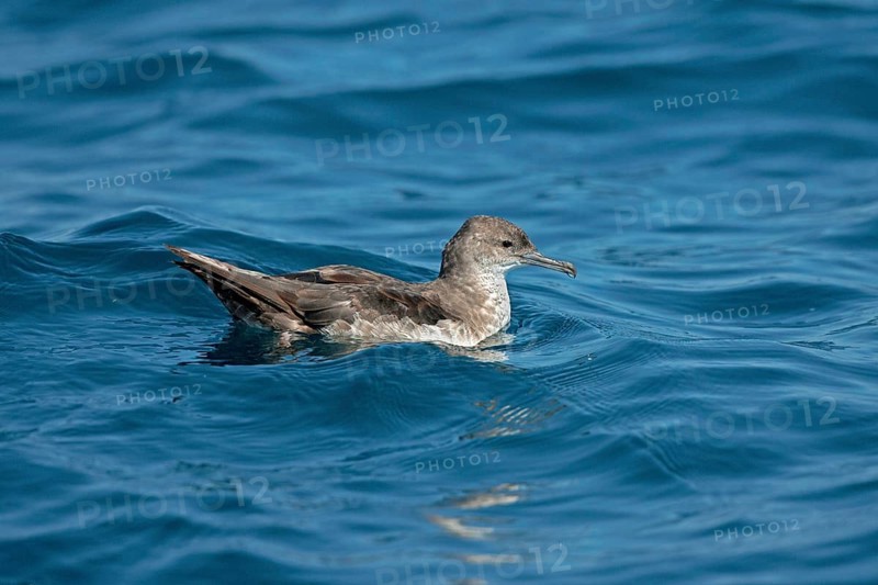 Black-vented Shearwater Puffinus opisthomelas San Diego, California, United States 14 September Adult Procellariidae