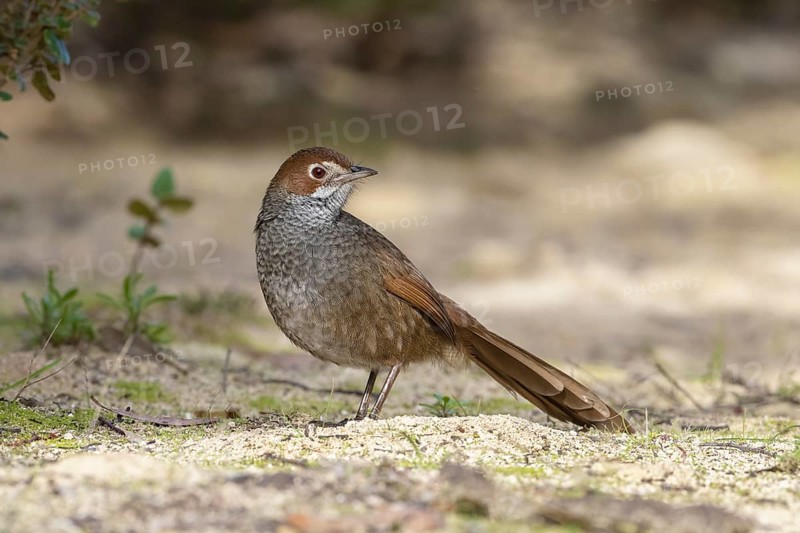Rufous Bristlebird (Dasyornis broadbenti) perched on the ground, Victoria, Australia
