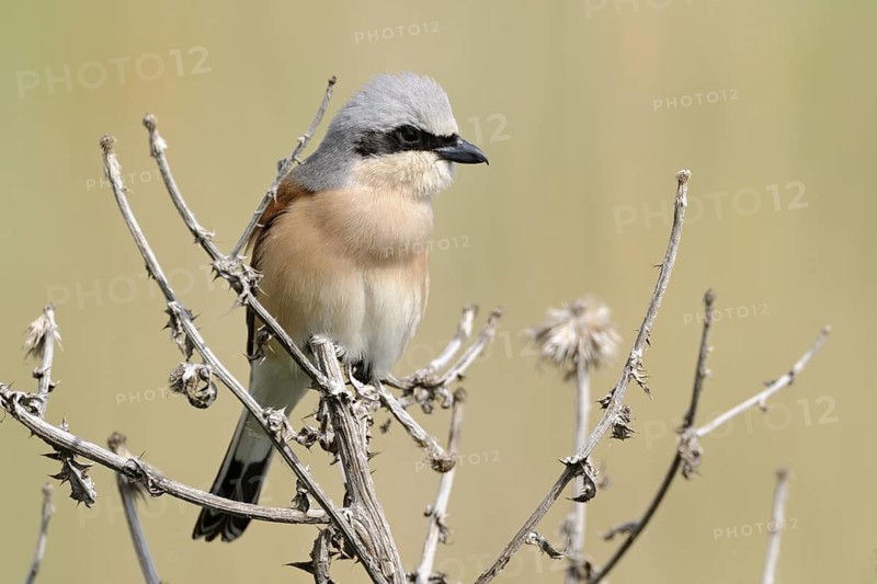 Red-backed Shrike (Lanius collurio) male, Burgenland, Austria
