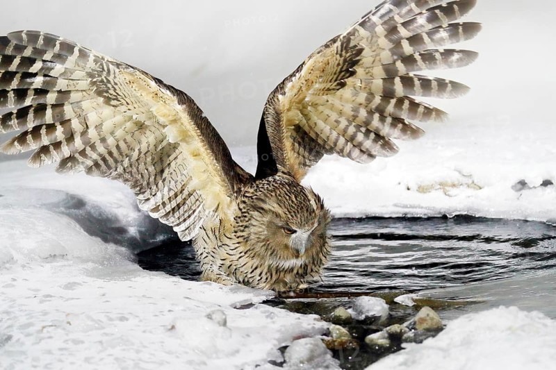 Blakiston's fish owl, Bubo blakistoni, largest living species of owl, fish owl, a sub-group of eagle. Bird hunting in cold water. Wildlife scene, winter Hokkaido, Japan. River bird with open wings