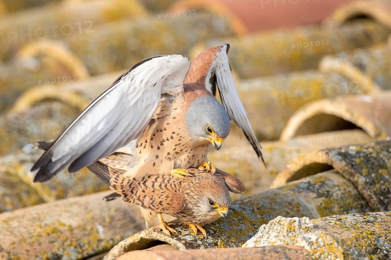 Lesser Kestrel (Falco naumanni) pair mating, Castile-La Mancha, Spain