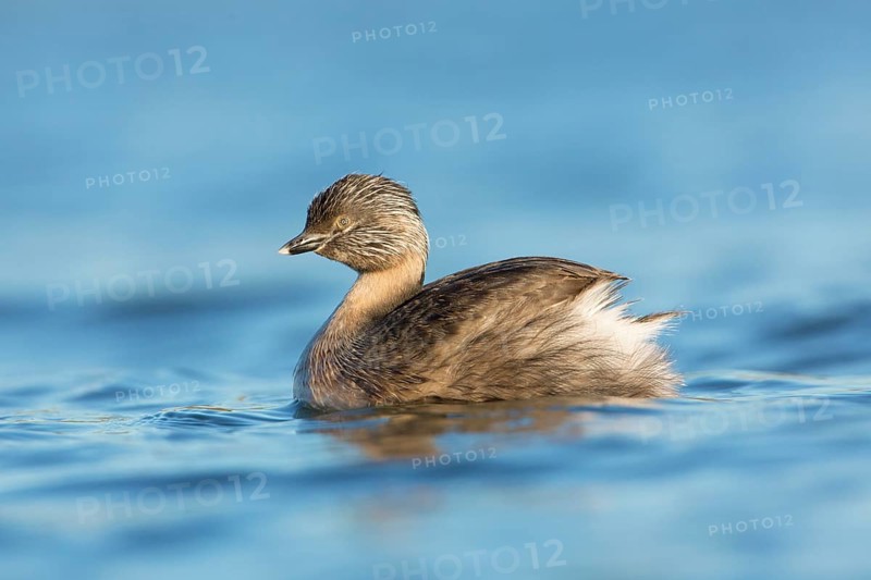 Hoary-headed Grebe (Poliocephalus poliocephalus), Victoria, Australia