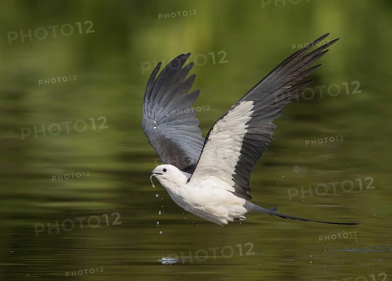 Swallow-tailed Kite (Elanoides forficatus) drinking in flight, Florida, USA