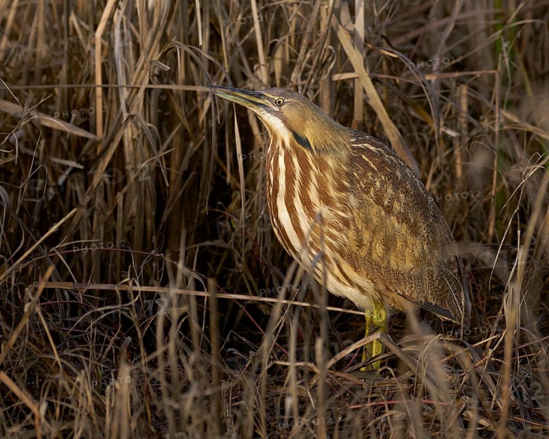 American Bittern