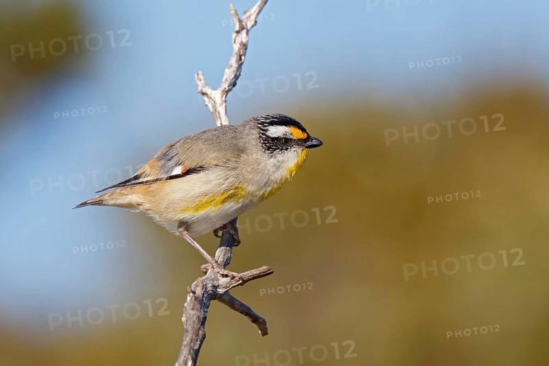 Striated Pardalote (Pardalotus striatus) perched on a branch, South Australia, Australia