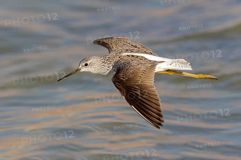 Teichwasserläufer, Marsh Sandpiper, Tringa stagnatilis, Chevalier stagnatile, Archibebe Fino