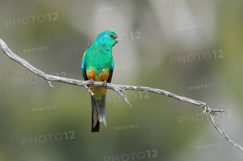 Mulga Parrot (Psephotellus varius) male perched on a branch, South Australia, Australia