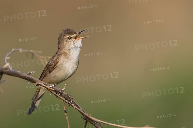 Blyths Reed Warbler - Buschrohrsänger - Acrocephalus dumetorum, Russia (Ural)
