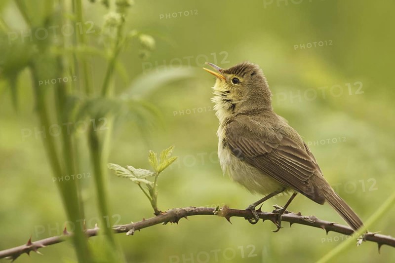 Melodious Warbler (Hippolais polyglotta) singing, Saarland, Germany