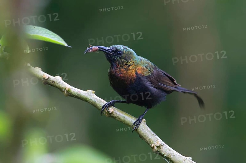 Bronzy Sunbird (Nectarinia kilimensis) male perched on a branch with little spider in beak, Uganda