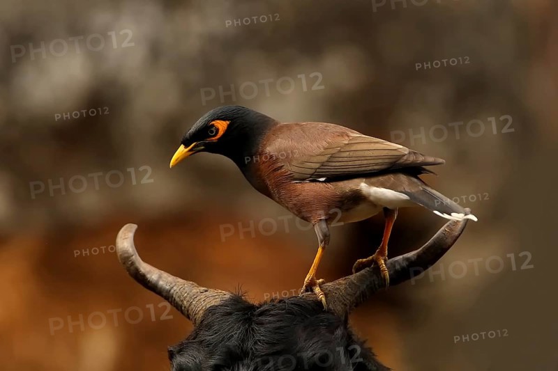 Common Myna (Acridotheres tristis), Uttarakhand, India