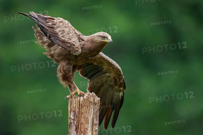 Lesser Spotted Eagle (Clanga pomarina) perched on a pale, Poland