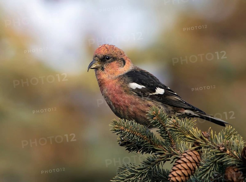 A male White-winged Crossbill, Loxia leucoptera, perched atop a spruce tree in Saskatoon, Saskatchewan
