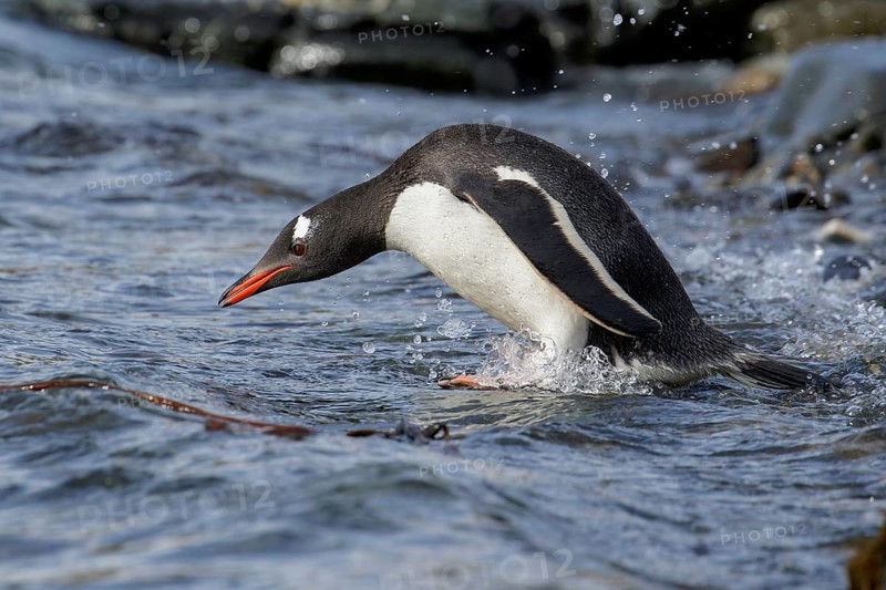 Gentoo Penguin (Pygoscelis papua) perched on a rocky beach on South Georgia Island