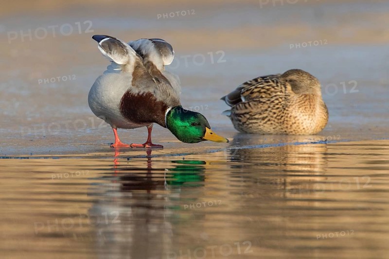 Mallard (Anas platyrhynchos) pair on ice, Tribalj, Croatia